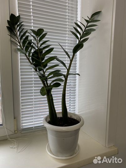 Комнатные растения цветы большие