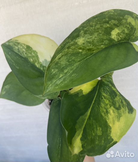 Сциндапсус