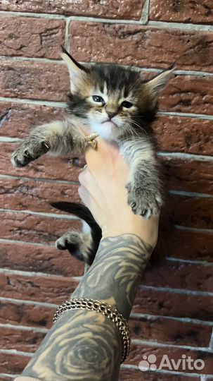 Мейн-кун девочка