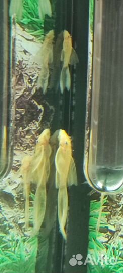 Золотой Анциструс L144 вуаль