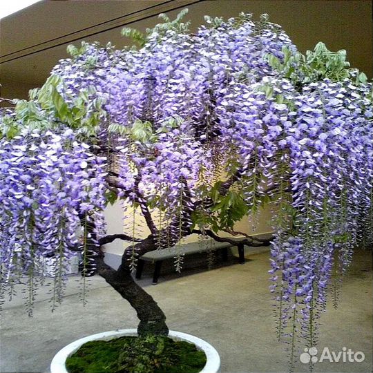 Лиана Глициния разных цветов