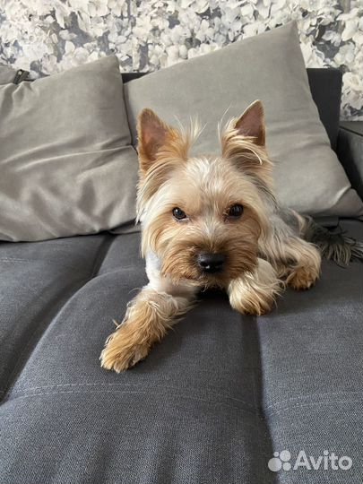 Йоркширский терьер. Вязка