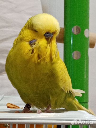 Попугаи ввп чех