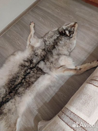 Шкура северного волка - Оригинал большой размер