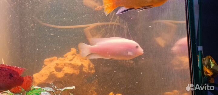 Рыба Цихлазома фламинго