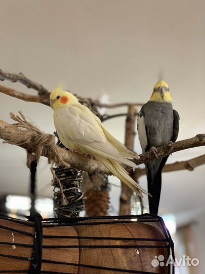 Попугай корелла птенец