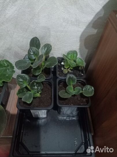 Цветы фиалки детки