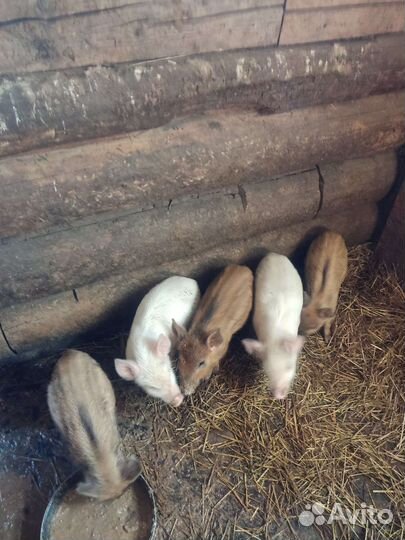 Хрюшки, баран- продажа, обмен