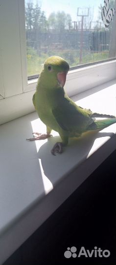 Ожереловый попугай выкормыш