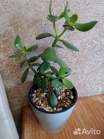 Толстянка Денежное дерево