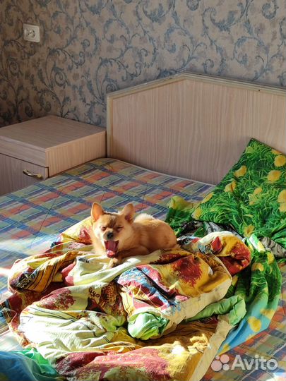 Щенок, чихошпиц