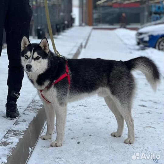 Хаски в добрые руки