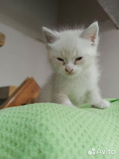 Отдам в добрые руки котят
