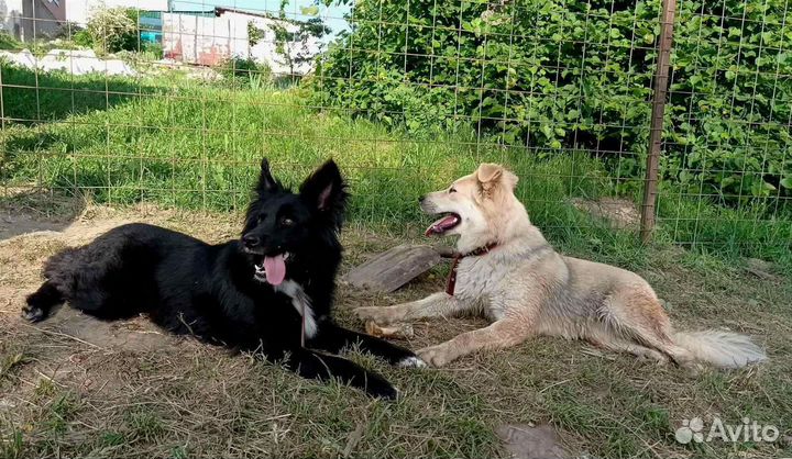 Передержка для собак время летних отпусков