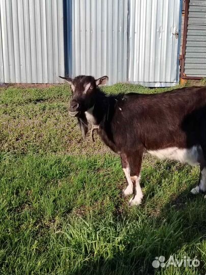 Продам козу