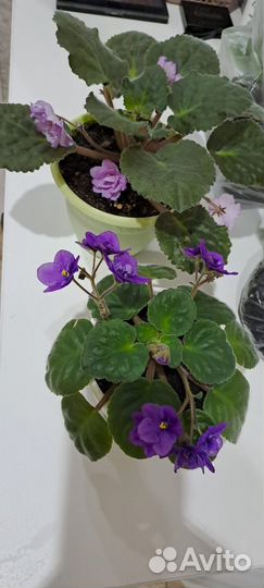 Алоэ Хавортия, фиалка, Спатифиллиум, Традисканция