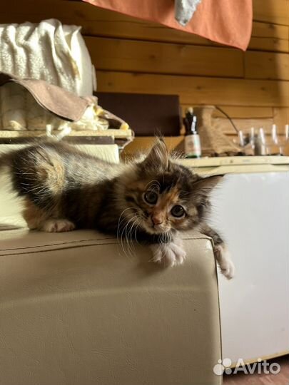 Отдам котенка