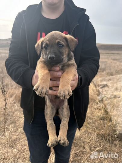Щенок в добрые руки бесплатно