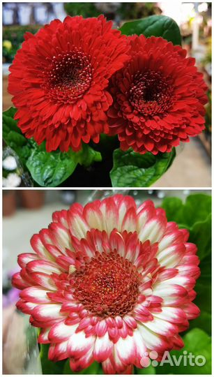 Гербера в горшке, комнатные цветы, садовые