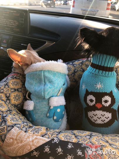 Передержка для собак