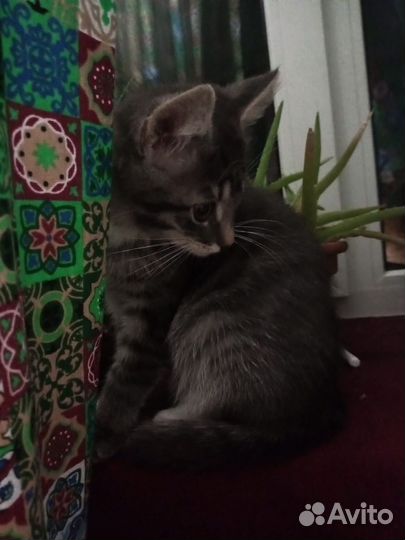 Котенок в дар