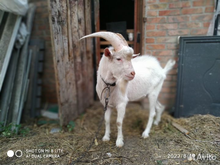 Козел зааненский