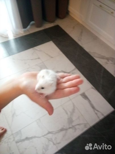 Джунгарский хомяк