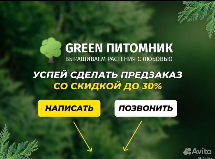 Туя смарагд, брабант,колумна