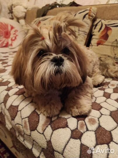 Щенки ши-тцу