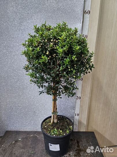 Мирт штамб цветущий 15/50