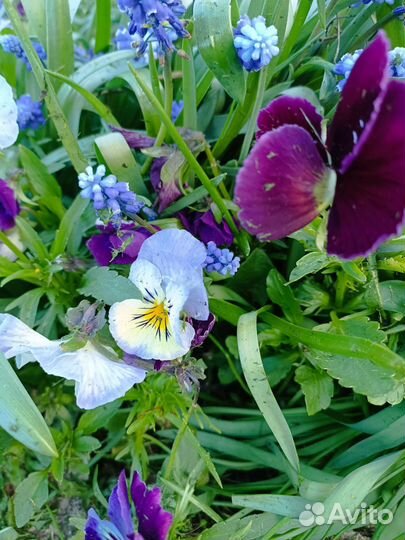 Сортовые фиалки цветущие