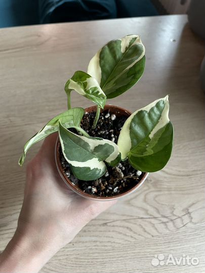 Эпипремнум, филодендрон