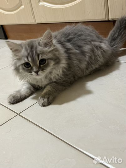 Отдаю котенка
