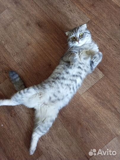Отдам кота в добрые руки