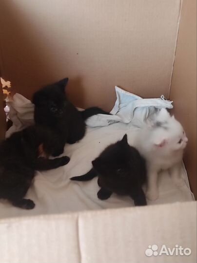 Котята турецкой ангоры
