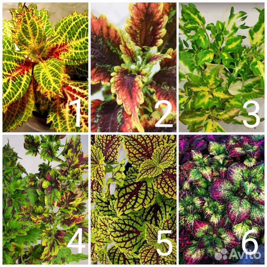 Колеусы сортовые вегетативные Отправлю почтой