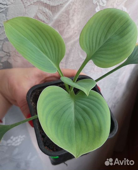 Хоста mini мышкины ушки