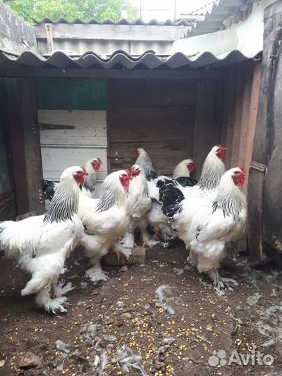 Петухи Брама