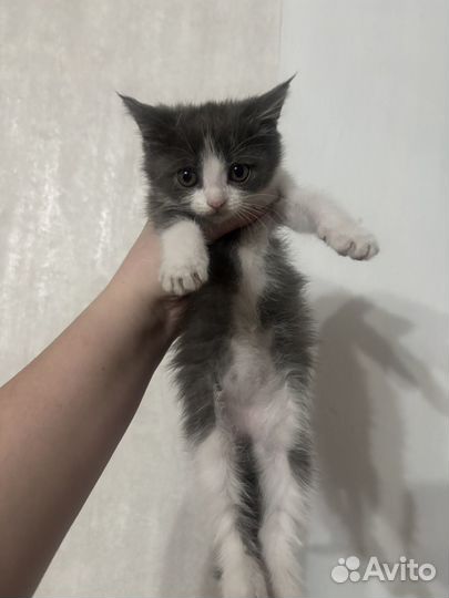 Отдам котят