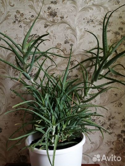 Алоэ лечебный 4 года