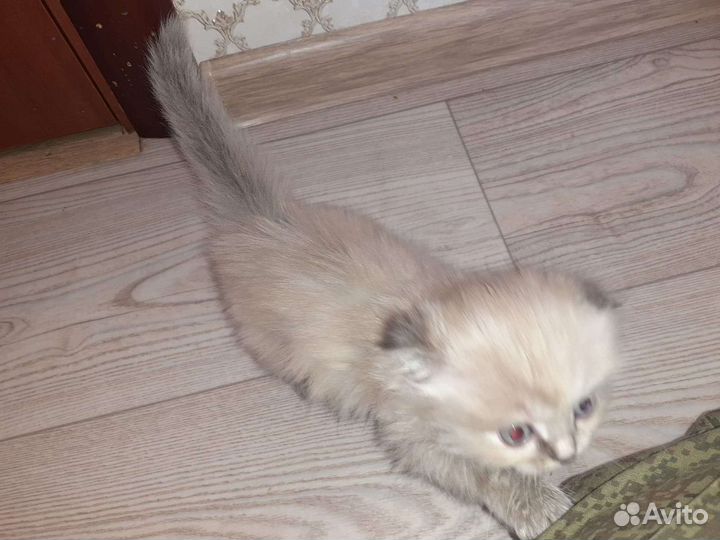 Котята британцы