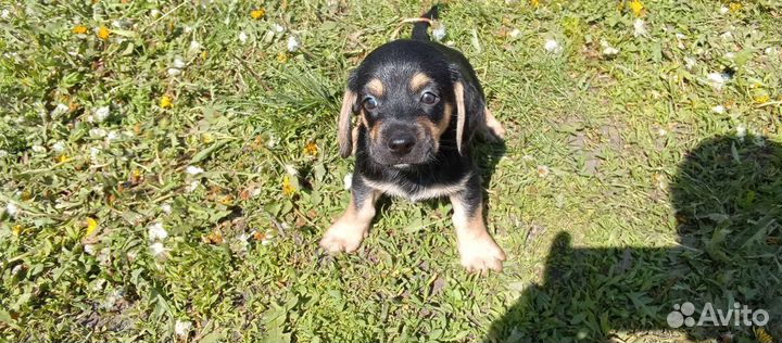 Щенки таксы