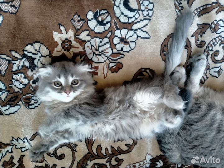 Вислоухая кошка