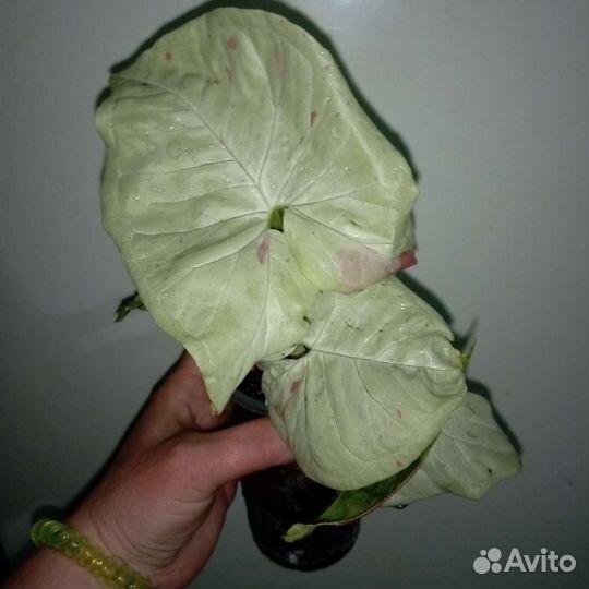 Сингониум конфетти Милк