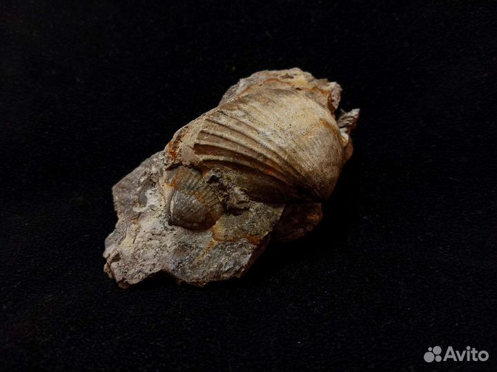 Окаменелость