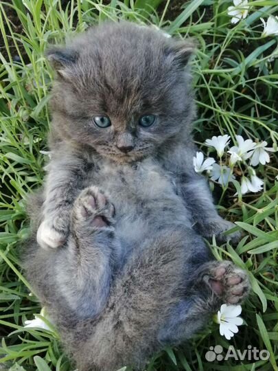 Котята девочки