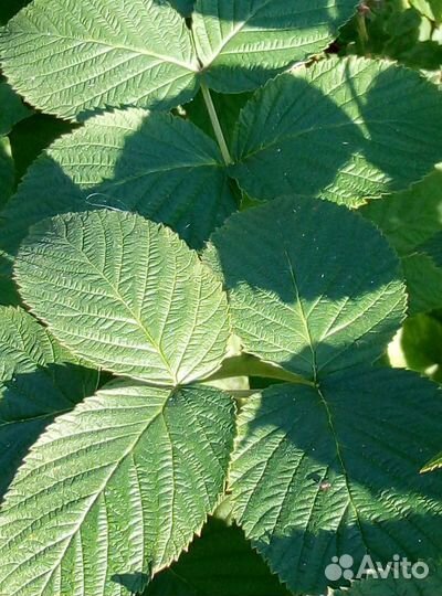 Саженцы малины