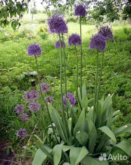 Растения многолетники обмен или продажа