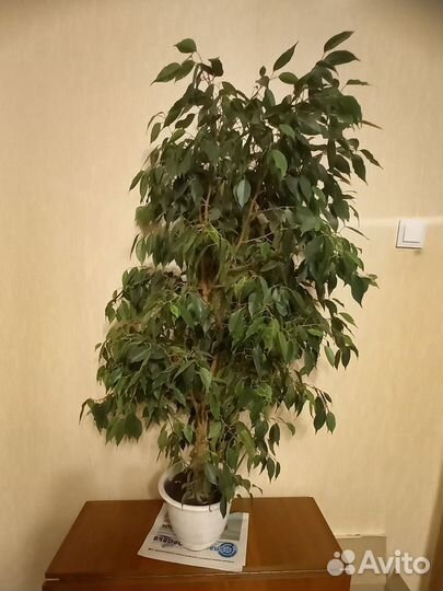 Фикус бенджамина большой