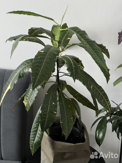 Кодиеум кротон